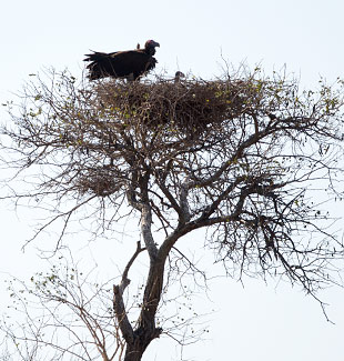 Lappet-faced Vulture on nest